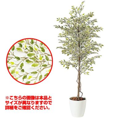 観葉植物 人工 樹木 ベンジャミナスターライト 高さ1500mm Mサイズ 鉢:RP-265 完成品
