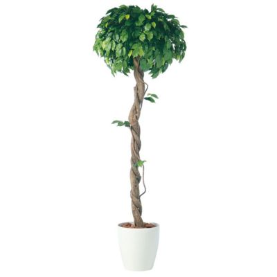 観葉植物 人工 樹木 フィッカスベンジャミナシングル 高さ1800mm Lサイズ 鉢:RP-300 完成品