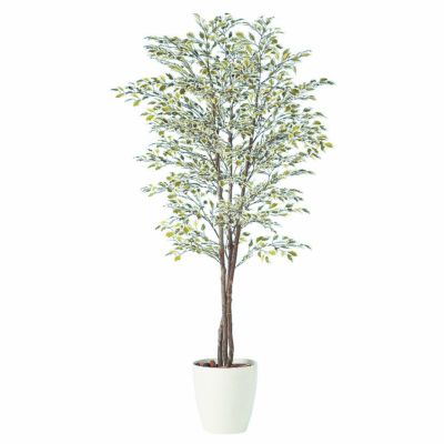 観葉植物 人工 樹木 ベンジャミナスターライトトリプル 高さ1800mm Lサイズ 鉢:RP-300 完成品