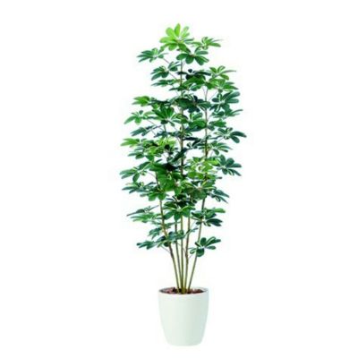観葉植物 人工 樹木 シェフレラ 高さ1800mm Lサイズ 鉢:RP-300 完成品