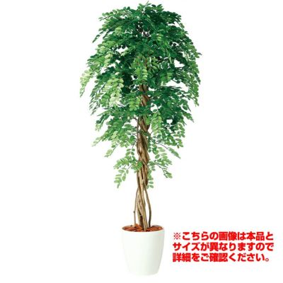 観葉植物 人工 樹木 アカシアリアナ 高さ1500mm Mサイズ 鉢:RP-300 完成品