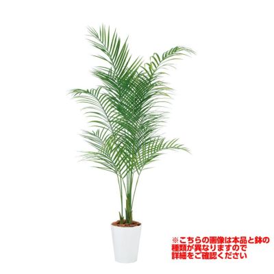 観葉植物 人工 樹木 チャメドレア 高さ1500mm Mサイズ 鉢:簡易ポット