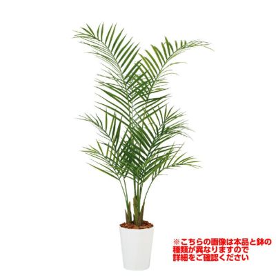 観葉植物 人工 樹木 チャメドレア 高さ1500mm Mサイズ 鉢:簡易ポット