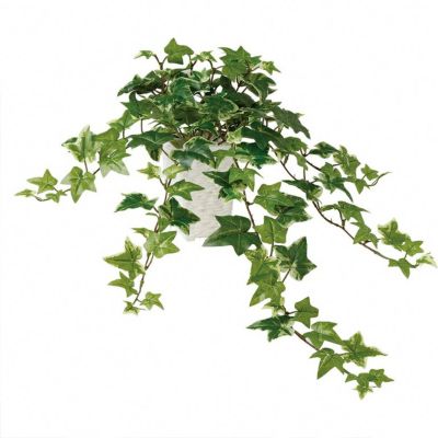 観葉植物 人工 樹木 セージアイビー 高さ600mm SSサイズ 鉢:Pスクエア(WH) 完成品