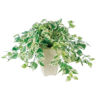 観葉植物 人工 樹木 シサス R 高さ350mm Pサイズ 鉢:Pスクエア(WH) 完成品